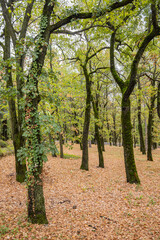 Forest at Saint George's Church Oplenac, the Serbian Royal Mausoleum.