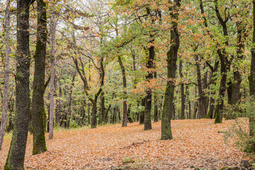 Forest at Saint George's Church Oplenac, the Serbian Royal Mausoleum.