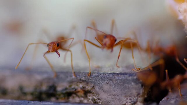 Macro of asian weaver ant. Oecophylla smaragdina is a species of arboreal ant found in tropical Asia and Australia.