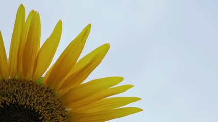 Tokyo, Japan - August 28, 2025: Closeup of Helianthus annuus or sunflower in a garden
