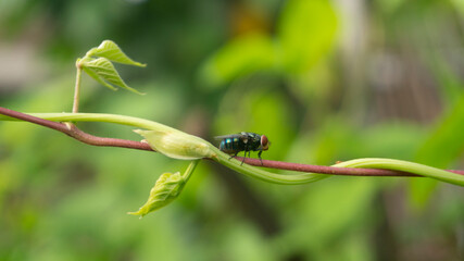 Metallic Green Fly Perched on a Lush Green Leaf