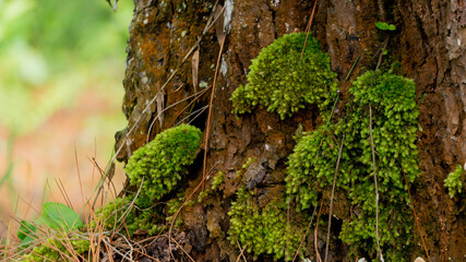 Lush Green Moss Adorning Textured Tree Trunk in Sunlight