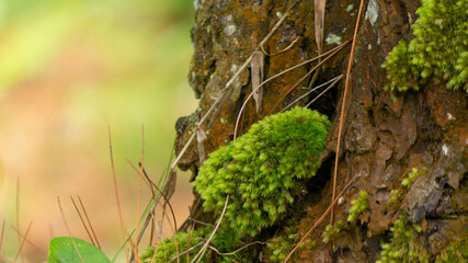 Lush Green Moss Adorning Textured Tree Trunk in Sunlight