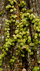 Vibrant Green Vine Leaves Adorning a Textured Tree Bark