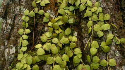 Vibrant Green Vine Leaves Adorning a Textured Tree Bark