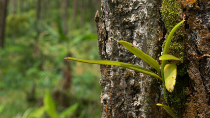 Forest Macro: Vibrant Epiphyte and Moss on Ancient Tree Bark