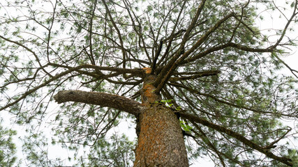 Majestic Pine Tree Branches Reaching Skyward