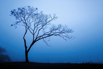 Silhouetted tree against a pale blue, misty sky