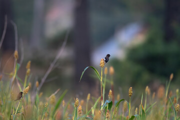 A White rumped Munia perched on a millet plant, feeding on grains in natural light. The bird sharp contrast of dark plumage with a white patch on its wings, stand out against the soft green background