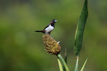 A White rumped Munia perched on a millet plant, feeding on grains in natural light. The bird sharp contrast of dark plumage with a white patch on its wings, stand out against the soft green background