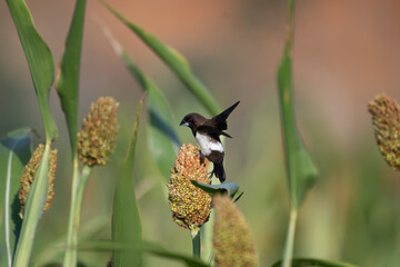 A White rumped Munia perched on a millet plant, feeding on grains in natural light. The bird sharp contrast of dark plumage with a white patch on its wings, stand out against the soft green background