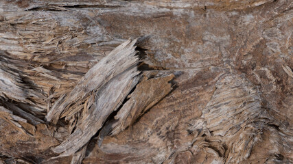 Abstract Weathered Wood Bark Texture Background