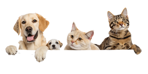 Adorable Group of Domestic Animals Peeking Over Edge featuring Golden Retriever Puppy and Two Cats in a Humorous and Engaging Composition for Pet Lovers