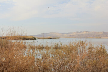 Serene desert landscape with sand dunes, water, and vegetation near Yazd, Iran, showcasing the unique beauty of desert oases and natural scenery.
