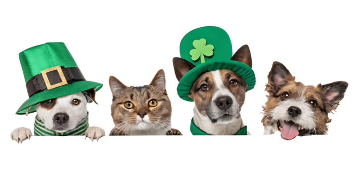 Festive Furry Friends A St Patricks Day Celebration with Dogs and a Cat Wearing Green Hats and Looking Adorable Together Perfect for Holiday Themed Content