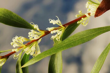 Close-up of Willow-leaved hakea (Hakea salicifolia) flowers on stem