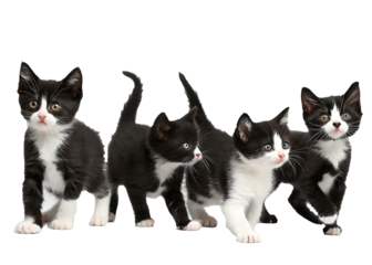 Four Adorable Tuxedo Kittens Standing in a Row Black and White Young Cats Companions Full of Playful Energy Charming and Cute