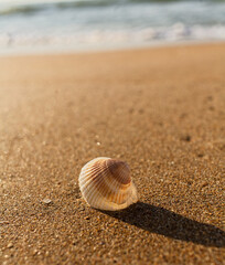 Seashell Lying On Wet Sand With Ocean Waves Behind