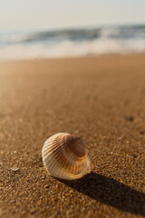 Single Scallop Shell Glistening On Beach During Golden Hour