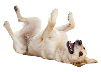 Happy Golden Retriever Dog Rolling on its Back Isolated on Black Background Enjoying Life and Playful Moment Showing Joyful Expression of Contentment and Relaxation