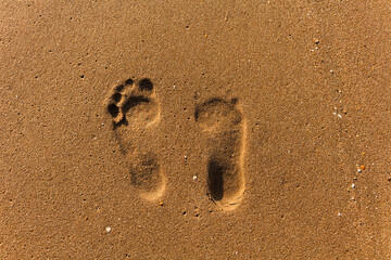 Footprints Leading Through Wet Sand Copy-space