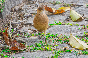 The walk of the bird.