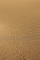 Animal footprints on golden desert sand with rippled texture, creating a minimal and natural background pattern ideal for design and nature concepts.