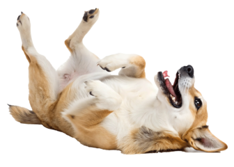 Happy Corgi Dog Lying on Back in Playful Position with Open Mouth and Tongue Showing on Isolated Background for Pet Adoption and Animal Welfare Concepts