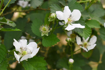 Blackberry flowers blooming in the garden, Beautiful in spring bloom garden. Blackberry bush with white flowers, Blossoming blackberry bush and bee, sunny spring day, Chakwal, Punjab, Pakistan
