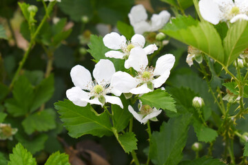 Blackberry flowers blooming in the garden, Beautiful in spring bloom garden. Blackberry bush with white flowers, Blossoming blackberry bush and bee, sunny spring day, Chakwal, Punjab, Pakistan

