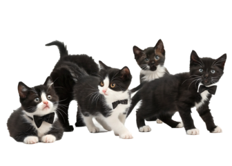 Group of adorable tuxedo kittens wearing bow ties on transparent background ready for your design projects and social media posts featuring cute animals and special occasions