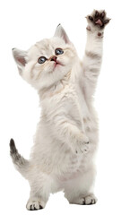 Fototapeta premium Adorable playful kitten standing on hind legs reaching up with a paw looking curious with big blue eyes against a plain background perfect for pet adoption promotions or cute animal content