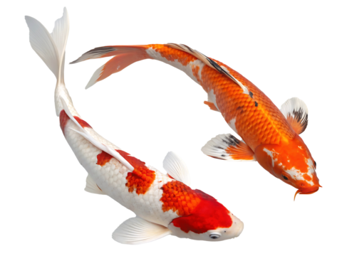 Two Vibrant Koi Fish Swimming Gracefully Together in a Pond Symbolizing Prosperity and Good Fortune with Rich Orange Red and White Colors on a Black Background - Powered by Adobe