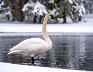 Snowy swan in winter pond