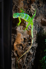 Lizard in full growth, Green iguana on the wall.