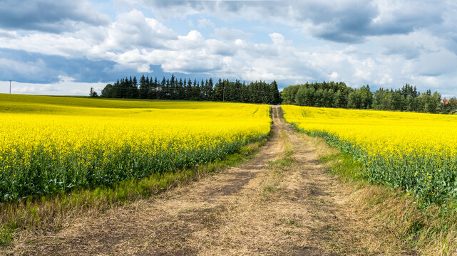 Canola field devided by country road