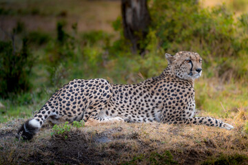 Resting Cheetah
