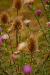 field plant in macro photography against a blurred background