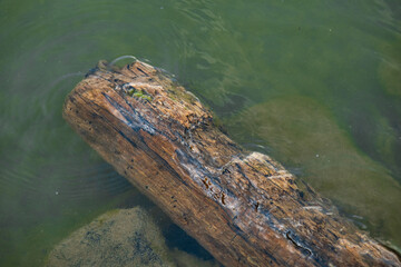 a log floats in the lake