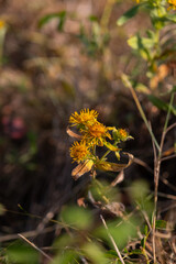 yellow dandelion on a spring background