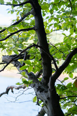 Fototapeta premium tree in the forest