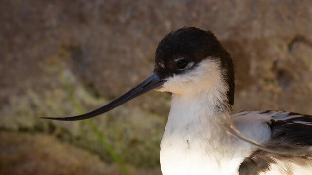 The Pied avocet bird head and beak close-up. The pied avocet is a large black and white wader in the avocet and stilt family, Recurvirostridae.