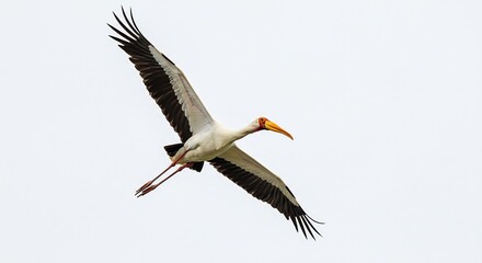Obraz premium 優雅に舞う白鳥 空高く羽ばたく姿 柔らかな光. AI Generated