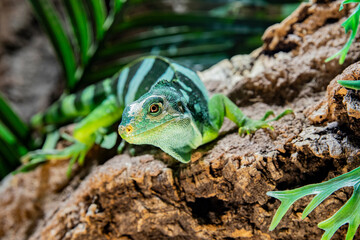 young iguana close up. Portrait of a lizard with beautiful eyes