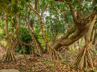 Pandanus Palm Grove With Messy Floor