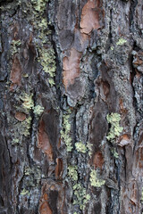 Closeup texture of natural pine tree bark background. Rough surface of pine tree trunk. Green moss and white lichen on natural wood.