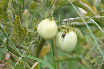 Green unripe Tomato, Green tomatoes plantation. Organic farming, young unripe tomato plant growth in greenhouse, Fresh green unripe tomatoes growing in the garden, Vegetable plantation with tomatoes