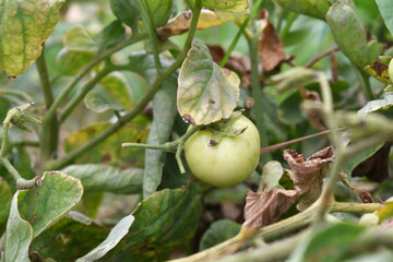Green unripe Tomato, Green tomatoes plantation. Organic farming, young unripe tomato plant growth in greenhouse, Fresh green unripe tomatoes growing in the garden, Vegetable plantation with tomatoes
