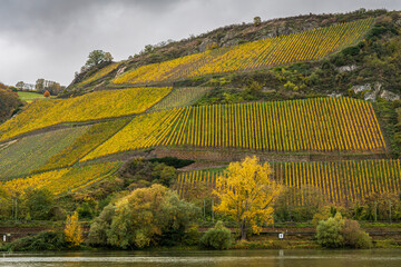 Photo of the vineyards along the banks of the Rhine River in Germany in the fall