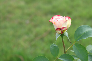 Beautiful pink white rose flower closeup in garden, A very beautiful pink white rose flower bloomed on the rose tree, Rose flower closeup, bloom flowers, Natural spring flower floral background